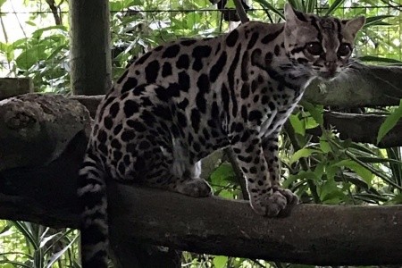 Kostarika a Panama - národní parky, moře, rafting, procházky - 5