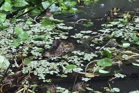 Kostarika a Panama - národní parky, moře, rafting, procházky - 14