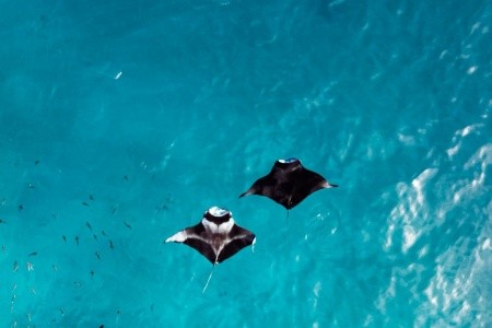 Maldivy  Nest By Hawks Hotels Kamadhoo Baa Atoll 10 dňový pobyt Polpenzia Letecky Letisko: Viedeň March 2026 (19/03/26-28/03/26)