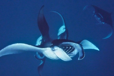 Milaidhoo (Baa Atol) - 39