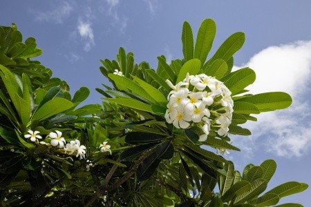 Sandals South Coast - 141