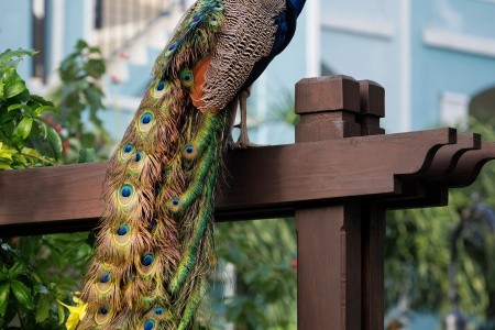 Sandals South Coast - 99