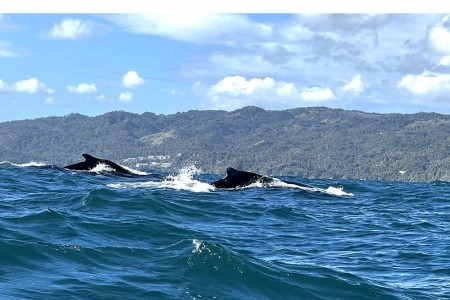 Dominikánská republika - poznávání, lehká turistika, relax - 17