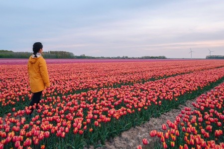 Tulipánok Országa, Hollandia