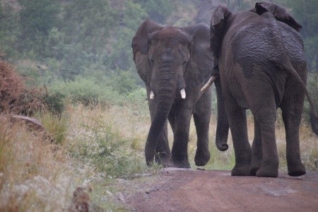 DÉL-AFRIKAI KÖRUTAZÁS FOKVÁROS-SZAFARI-SUN CITY - 4
