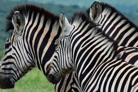 DÉL-AFRIKAI KÖRUTAZÁS FOKVÁROS-SZAFARI-SUN CITY - 5