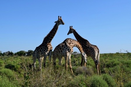 DÉL-AFRIKAI KÖRUTAZÁS FOKVÁROS-SZAFARI-SUN CITY - 8