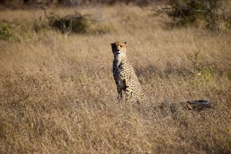 DÉL-AFRIKAI KÖRUTAZÁS FOKVÁROS-SZAFARI-SUN CITY - 9