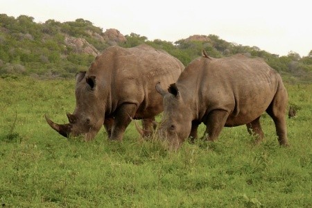 DÉL-AFRIKAI KÖRUTAZÁS FOKVÁROS-SZAFARI-SUN CITY - 11