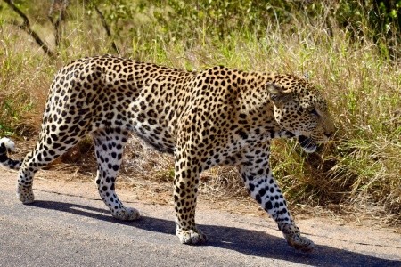 DÉL-AFRIKAI KÖRUTAZÁS FOKVÁROS-SZAFARI-SUN CITY - 15