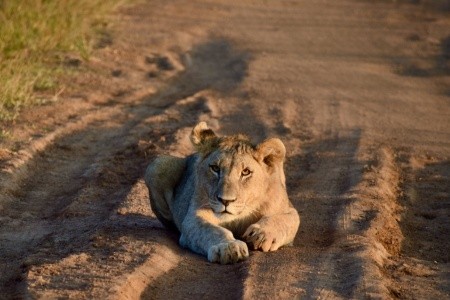 DÉL-AFRIKAI KÖRUTAZÁS FOKVÁROS-SZAFARI-SUN CITY - 17