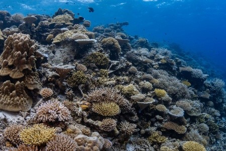 Park Hyatt Hadahaa - 56