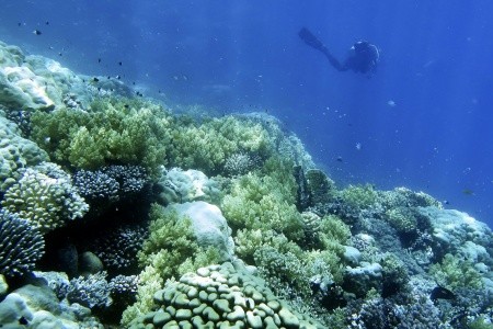 Royal Brayka Resort - 80