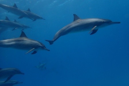 Royal Brayka Resort - 101