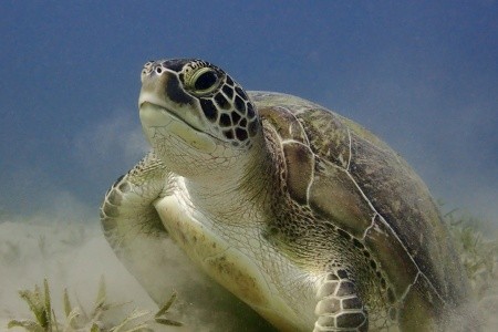 Royal Brayka Resort - 102