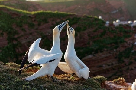 Nezapomenutelný zážitek s tuleni na ostrově Helgoland - 3