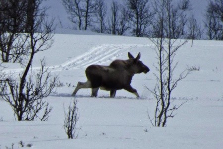 ZIMNÍ NORSKO - NA BĚŽKÁCH ZA LOSY, Lemonsjoen - 5