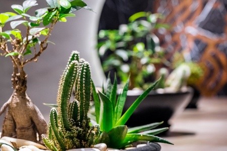 Selene Beach & Spa (Ex. Numa Beach) - 188