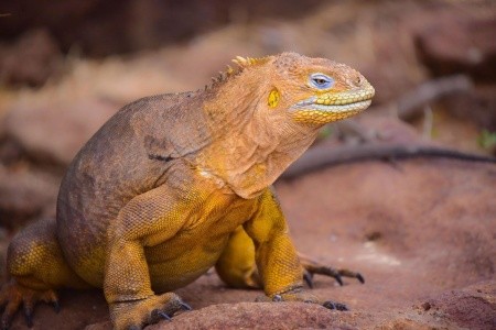 Ecuador és a Galápagos-szigetek mesés világa - kiscsoportos körutazás