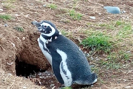 Ľadové kráľovstvo Patagónie a Ohňová zem - 22