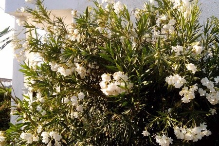 Haris Apts Hotel - 12