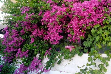 Haris Apts Hotel - 13