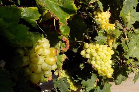 Haris Apts Hotel - 15