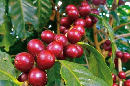 Nikaragua - Kostarika - Panama - 16