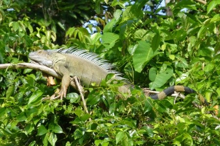Nikaragua - Kostarika - Panama - 22