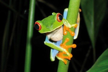 Nikaragua - Kostarika - Panama - 43