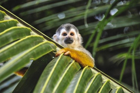 Nikaragua - Kostarika - Panama - 44