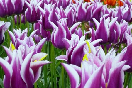 Holandsko - květinové korzo - 1