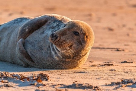 Tuleni na dosah ruky na ostrově Helgoland - 1 noc