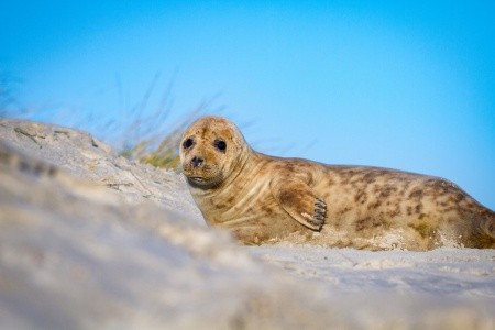 Tuleni na dosah ruky na ostrově Helgoland - 2 noci
