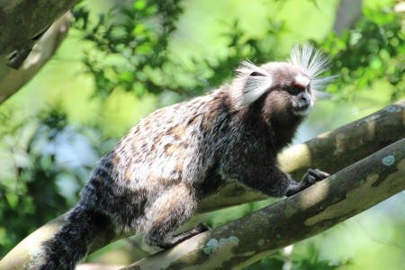 Rio de Janeiro a vodopády Iguaçu - 2