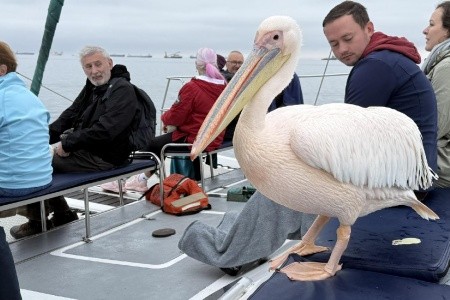 Z Victoria Falls do Kapského Mesta - 42