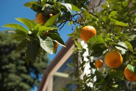 Degli Aranci
