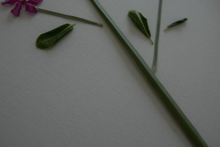 Egypt Marsa Alam Novotel Resort Marsa Alam 5 dňový pobyt All Inclusive Letecky Letisko: Praha May 2026 (20/05/26-24/05/26)