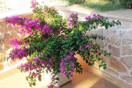 Apartmány Gracija - 11