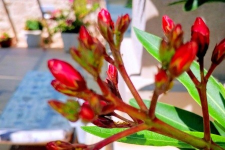 Apartmány Gracija - 18