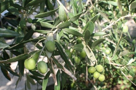 Apartmány 1355-336 - 9