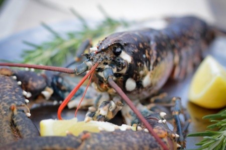 Robinzonáda Merlot - 29