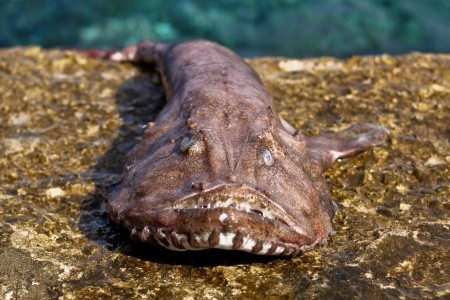 Robinzonáda Merlot - 31