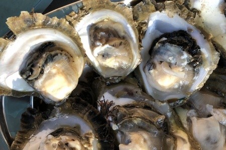 Chorvátsko Pelješac Apartmány Dora 8 dňový pobyt Bez stravy Vlastná September 2026 (19/09/26-26/09/26)