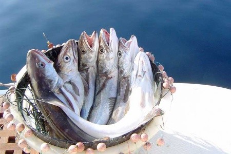 Chorvátsko Severná Dalmácia Apartmány Big Game 8 dňový pobyt Bez stravy Vlastná September 2026 ( 5/09/26-12/09/26)