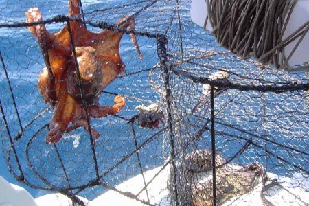 Chorvátsko Severná Dalmácia Apartmány Big Game 8 dňový pobyt Bez stravy Vlastná September 2026 ( 5/09/26-12/09/26)