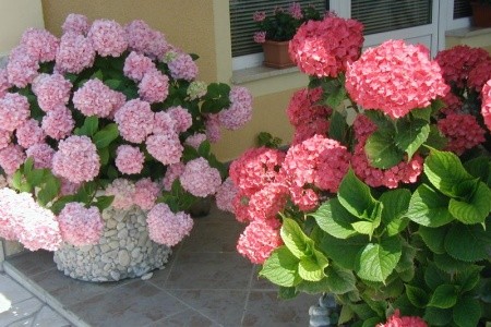 Apartmány Hortenzija - 12