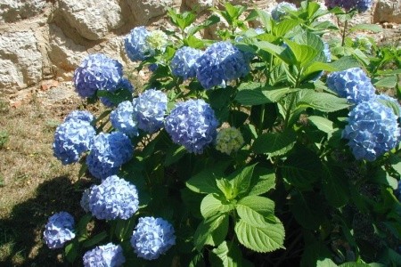 Apartmány Hortenzija - 14