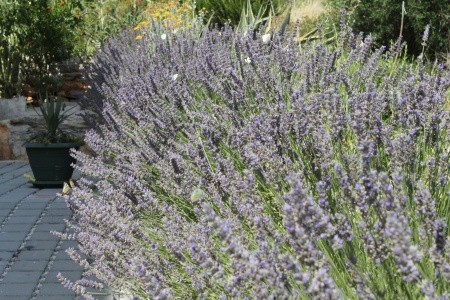 Apartmány 3298-115 - 8