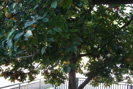 Apartmány 1355-5475 - 5